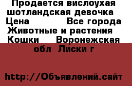 Продается вислоухая шотландская девочка › Цена ­ 8 500 - Все города Животные и растения » Кошки   . Воронежская обл.,Лиски г.